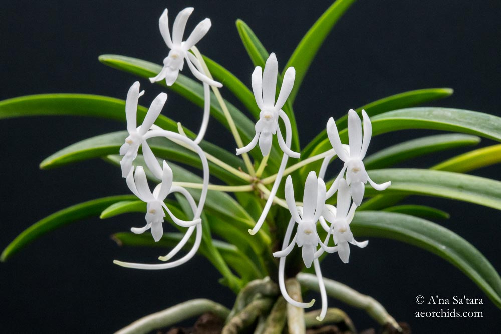 Vanda (Neofinetia) falcata 'Amami Island Hiroba'
