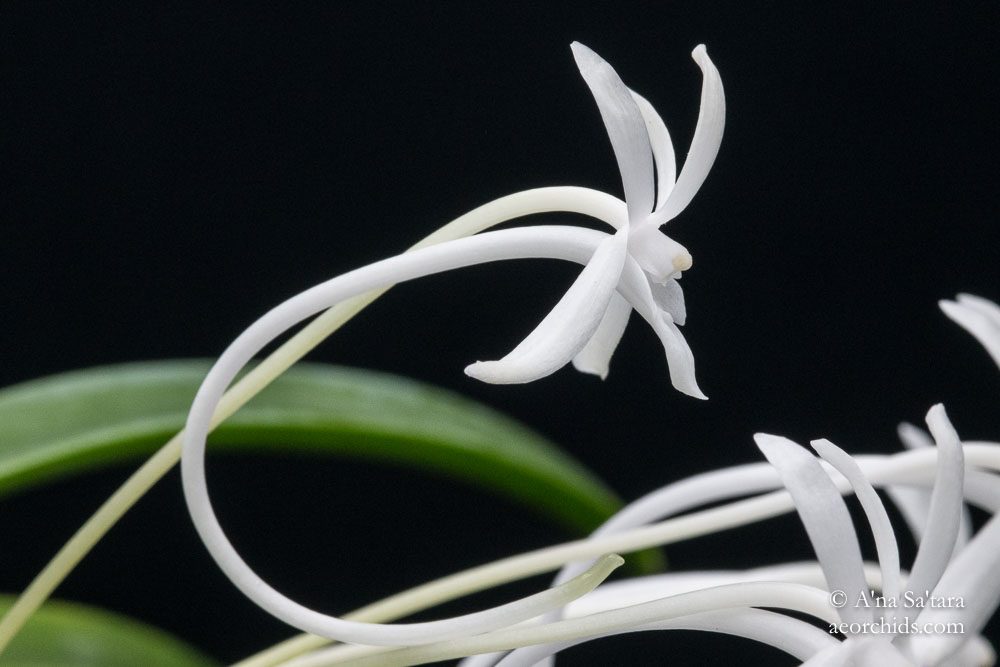 Vanda (Neofinetia) falcata 'Amami Island Hiroba'