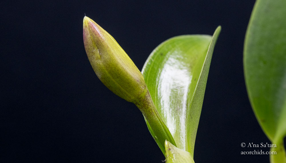 Cattleya (Laelia) alaorii 'Ton Too'