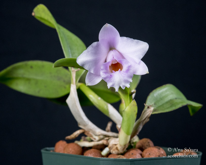 Cattleya (Laelia) alaorii 'Ton Too'