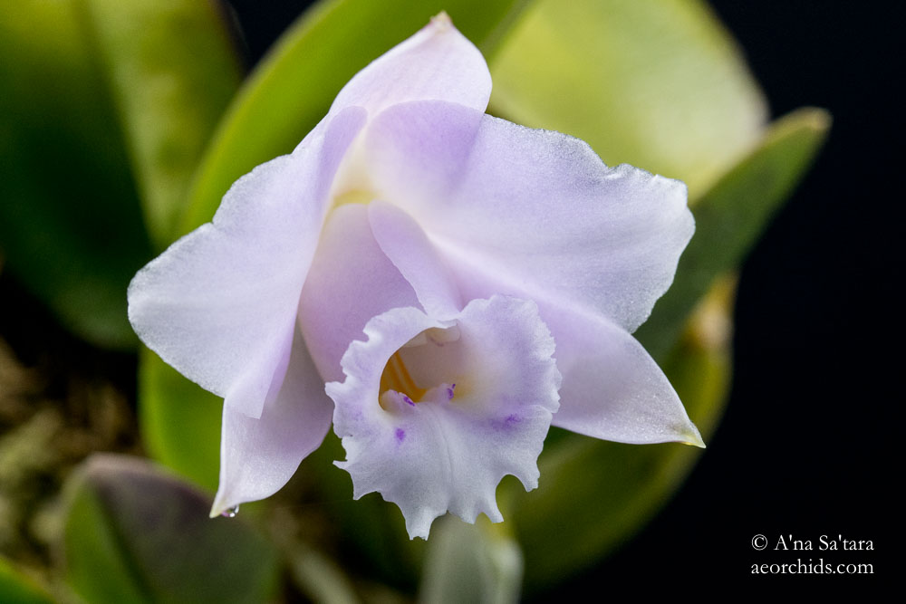 Cattleya (Laelia) alaorii