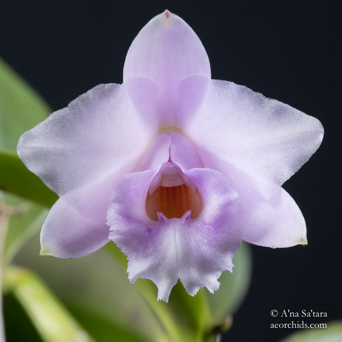 Cattleya (Laelia) alaorii 'Ton Too'