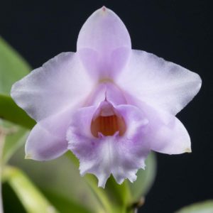 Cattleya (Laelia) alaorii 'Ton Too'