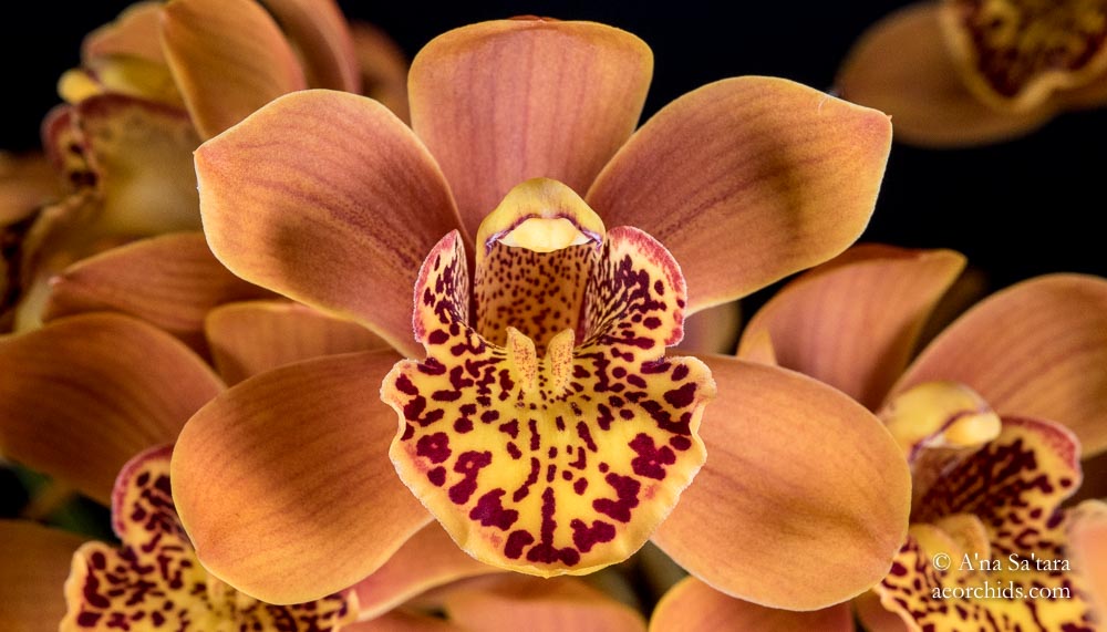 Cymbidium Enzan Forest