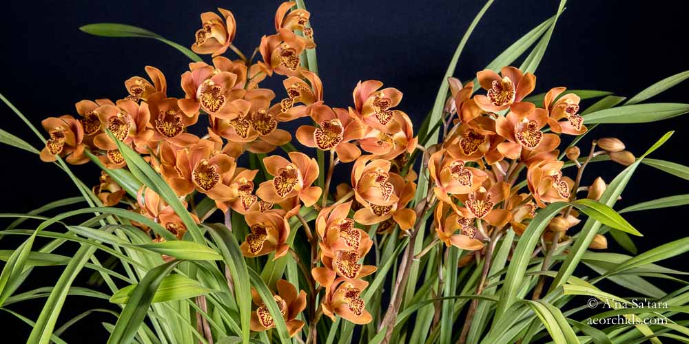 Cymbidium Enzan Forest