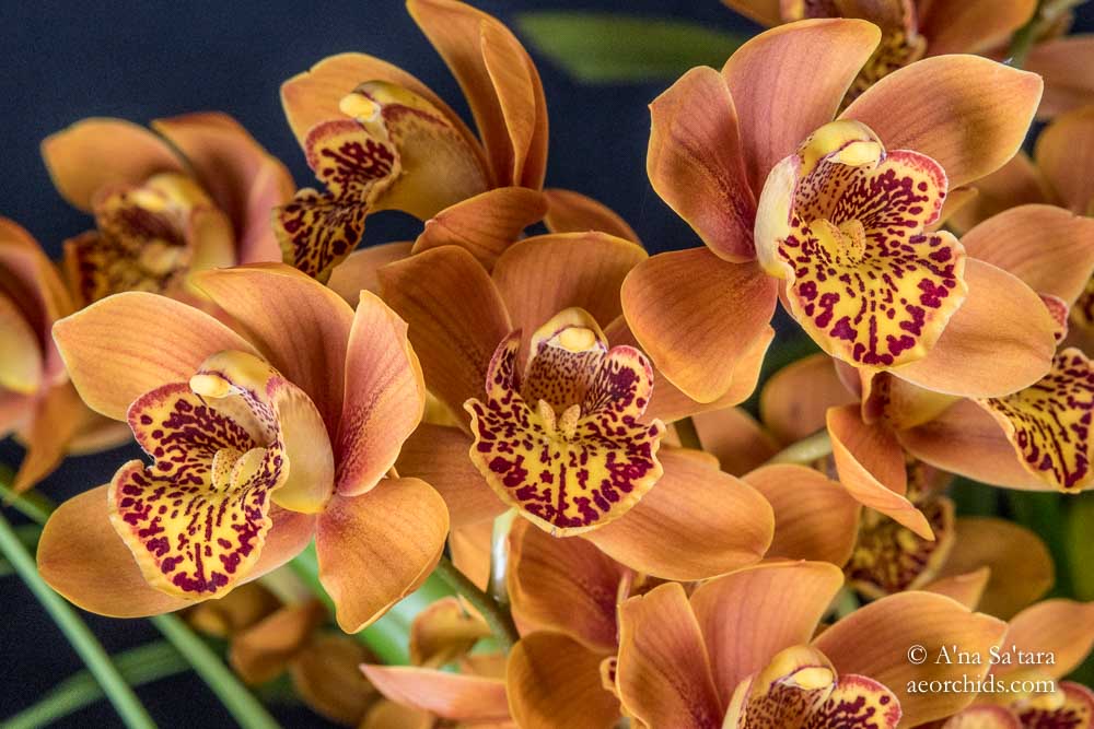 Cymbidium Enzan Forest