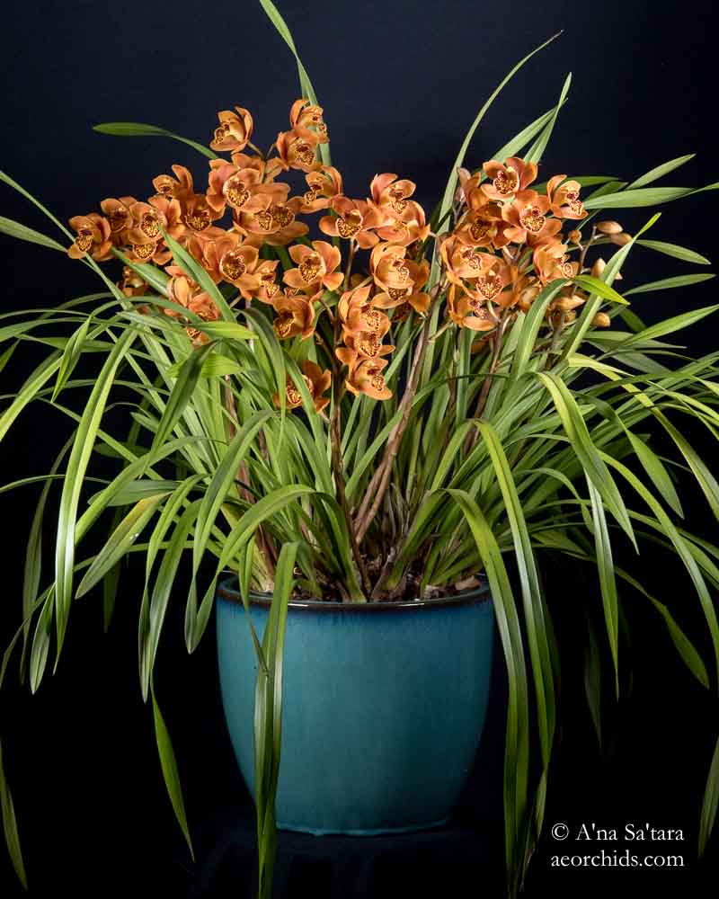 Cymbidium Enzan Forest