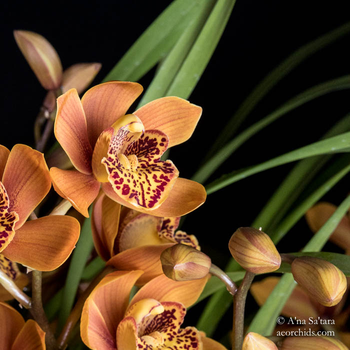 Cymbidium Enzan Forest