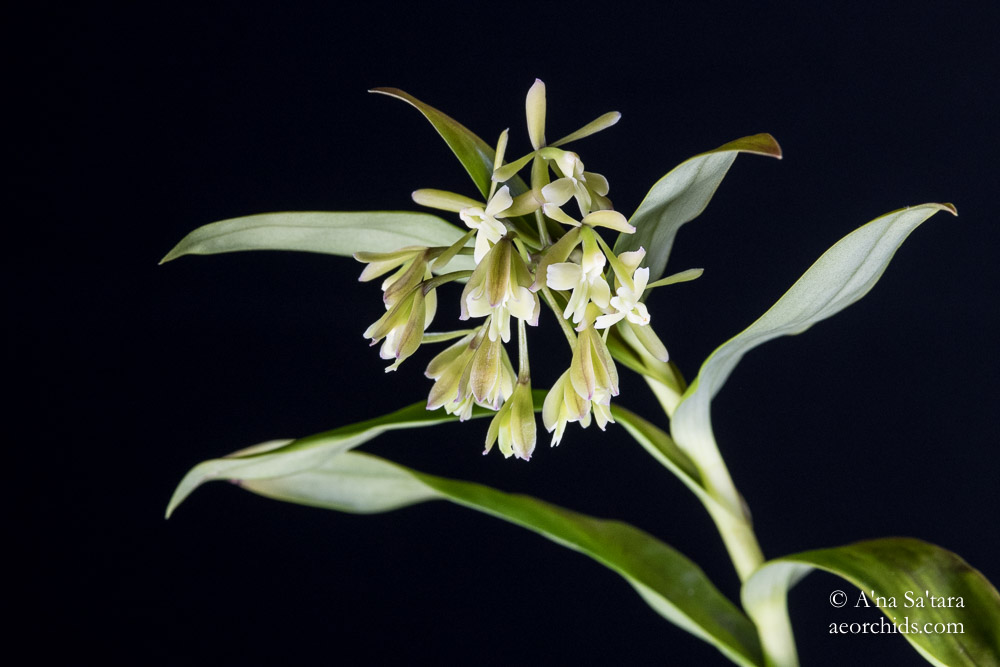 Epidendrum chlorops
