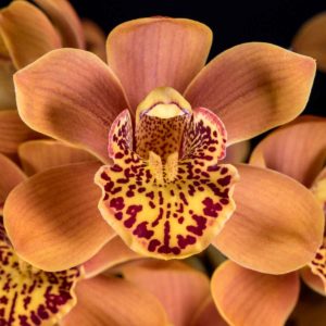 Cymbidium Enzan Forest