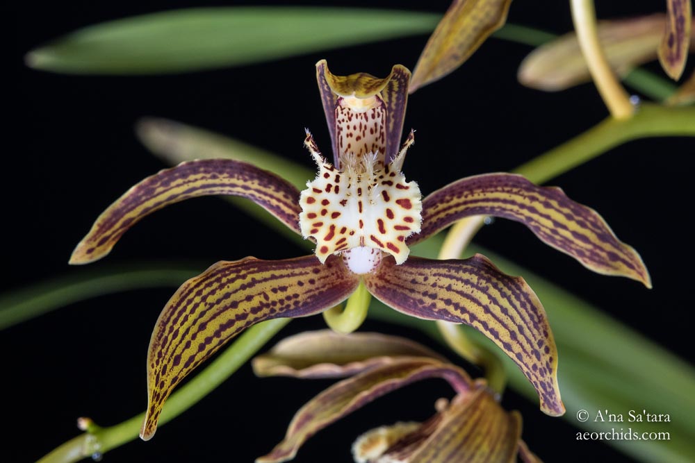 Cymbidium tracyanum 'Woodside'