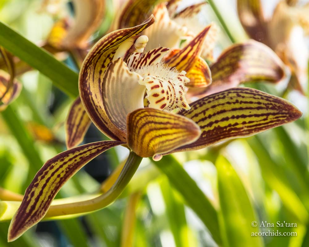 Cymbidium tracyanum 'Woodside'