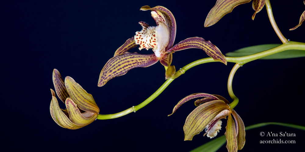 Cymbidium tracyanum 'Woodside'