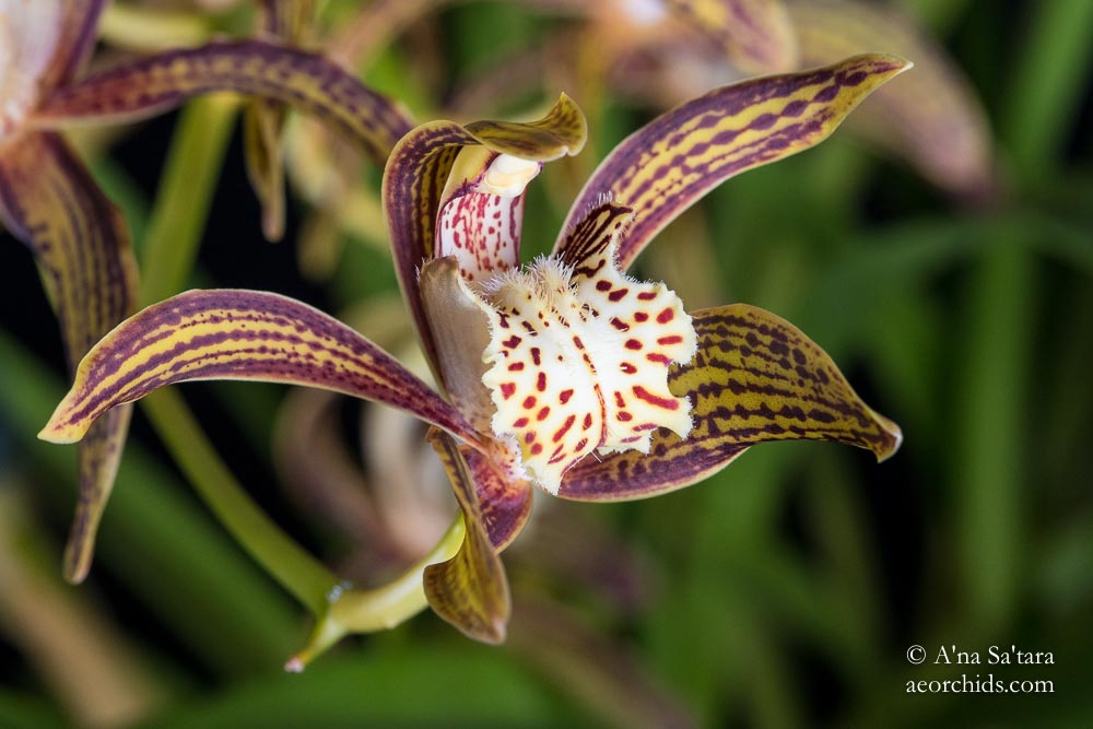 Cymbidium tracyanum 'Woodside'