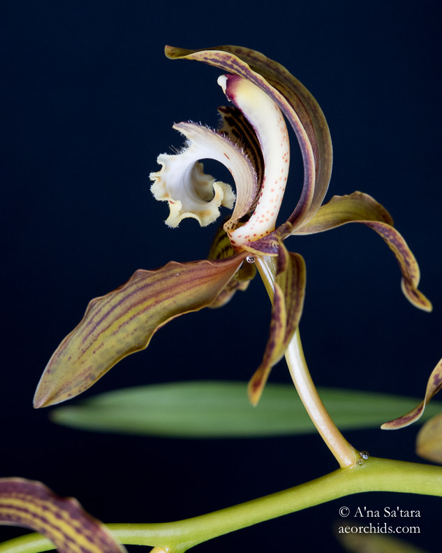 Cymbidium tracyanum 'Woodside'