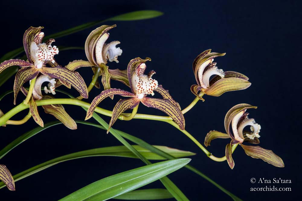 Cymbidium tracyanum 'Woodside'