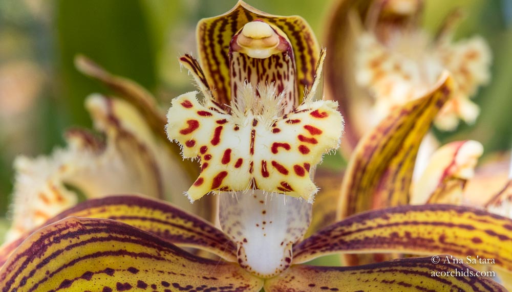 Cymbidium tracyanum 'Woodside'