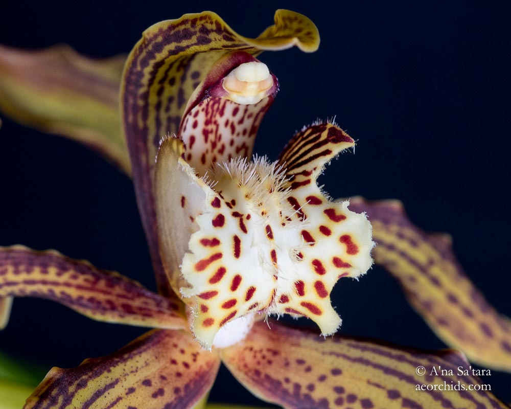 Cymbidium tracyanum 'Woodside'