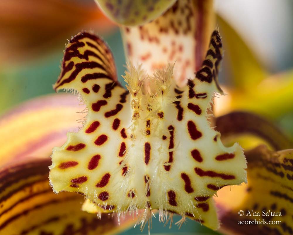 Cymbidium tracyanum 'Woodside'