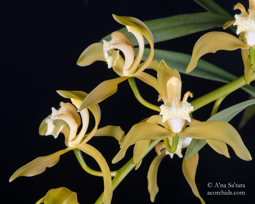 Cymbidium tracyanum fma. album 'Woodside' JC/AOS