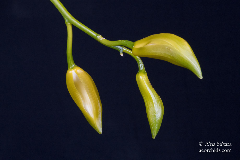 Cymbidium tracyanum fma. album 'Woodside' JC/AOS