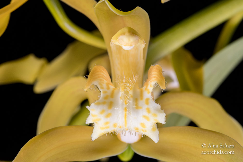 Cymbidium tracyanum fma. album 'Woodside' JC/AOS