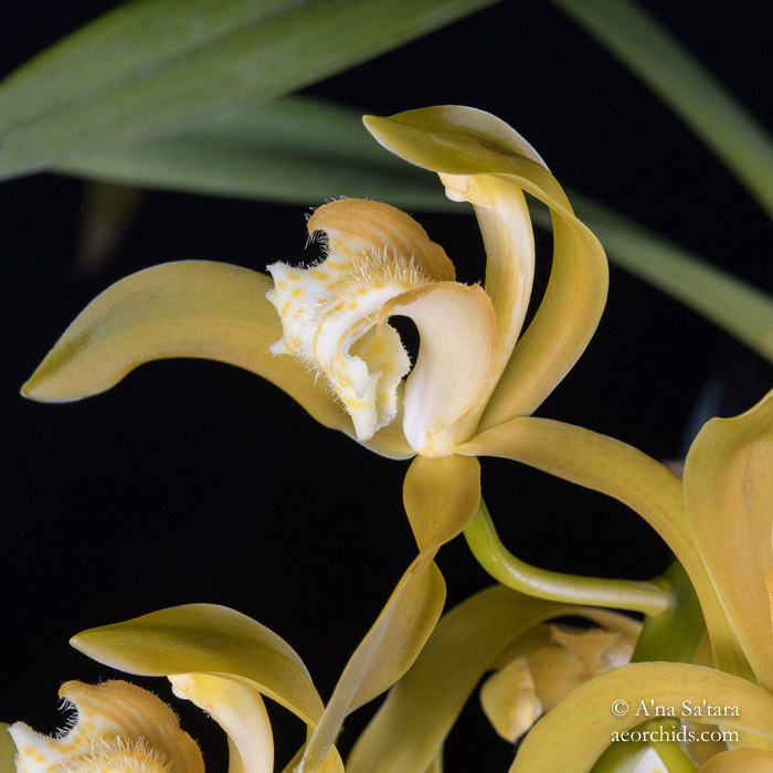 Cymbidium tracyanum fma. album 'Woodside' JC/AOS