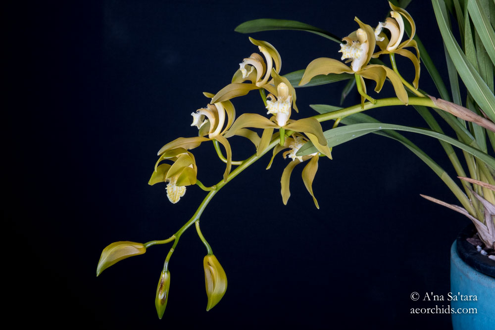 Cymbidium tracyanum fma. album 'Woodside' JC/AOS