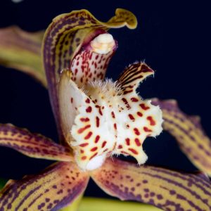 Cymbidium tracyanum