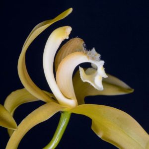 Cymbidium tracyanum album