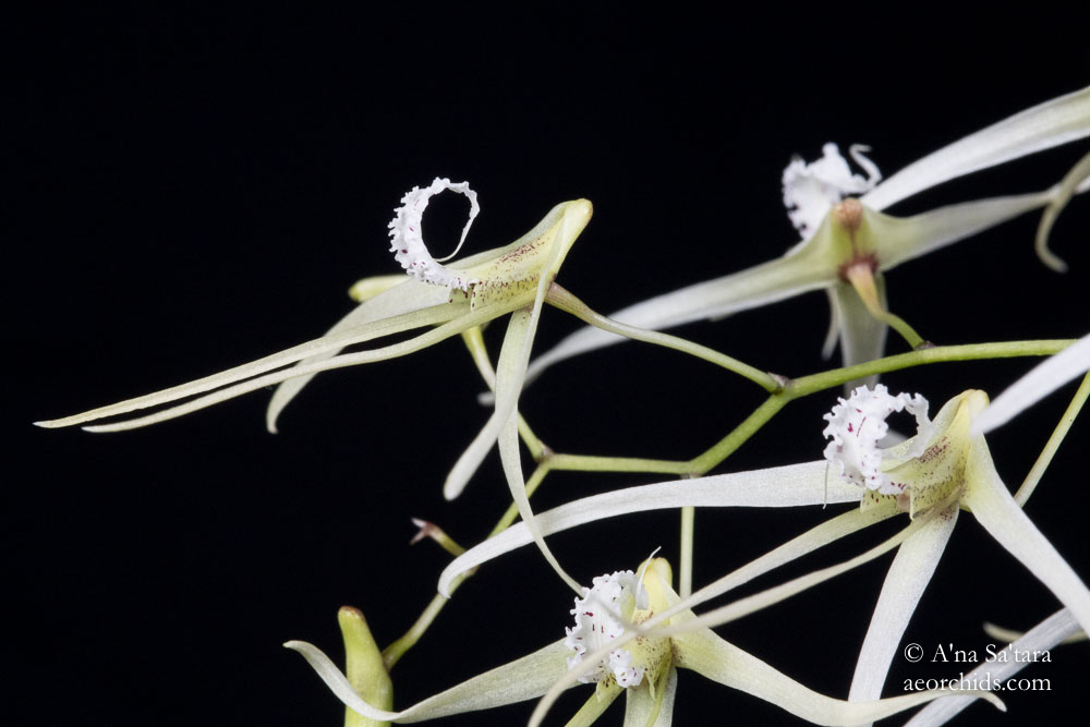 Dendrobium teretifolium (Dockrillia teretifolia)