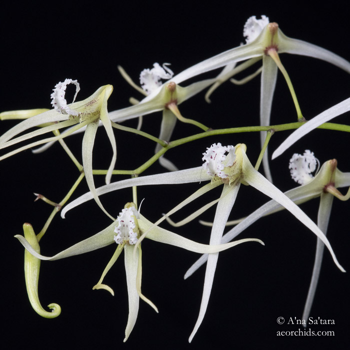 Dendrobium teretifolium (Dockrillia teretifolia)