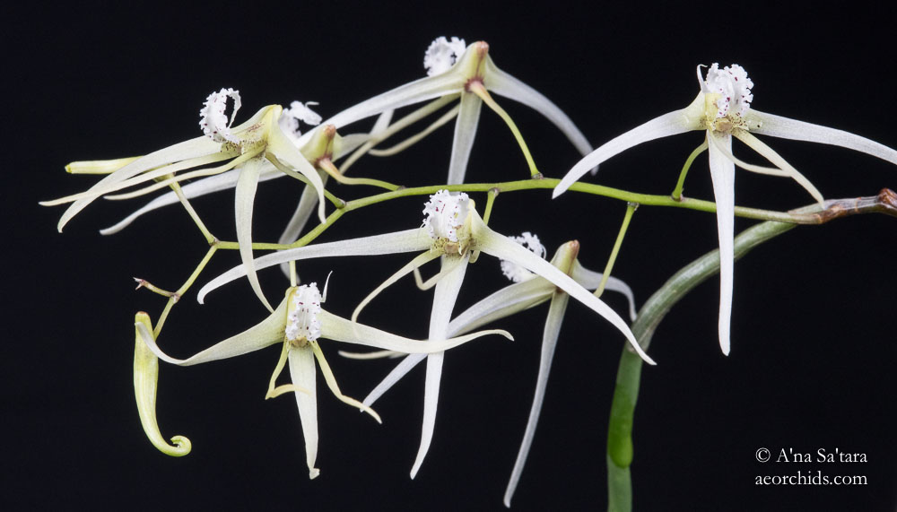 Dendrobium teretifolium (Dockrillia teretifolia)