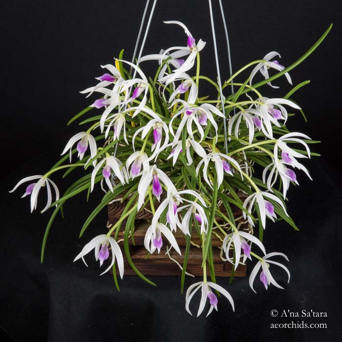 Leptotes bicolor
