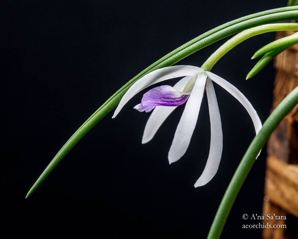 Leptotes bicolor