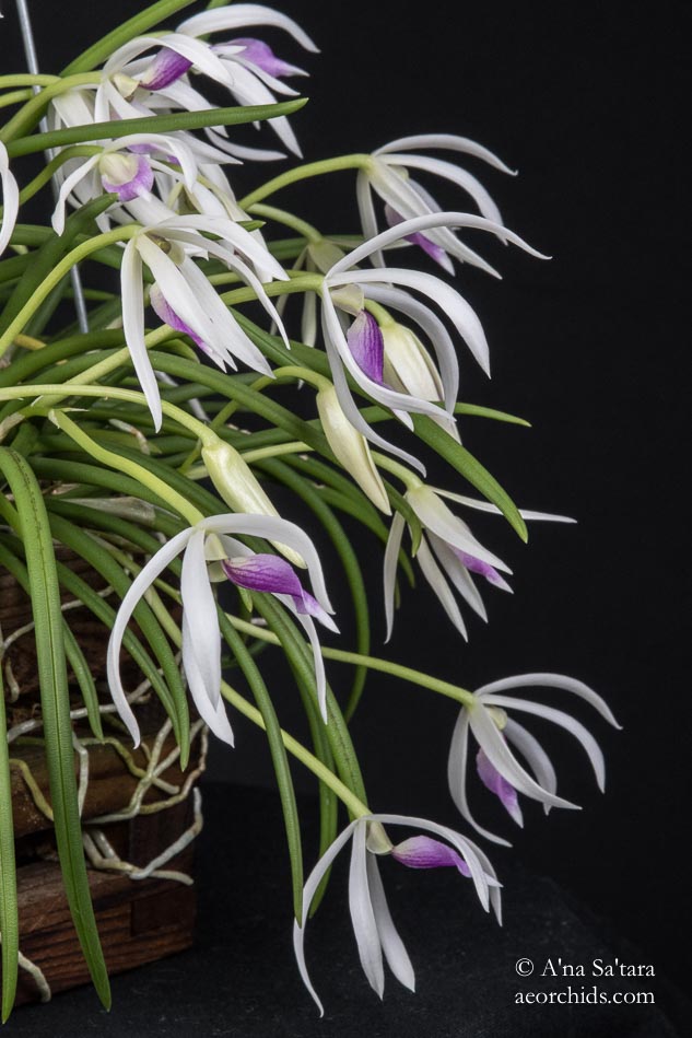 Leptotes bicolor