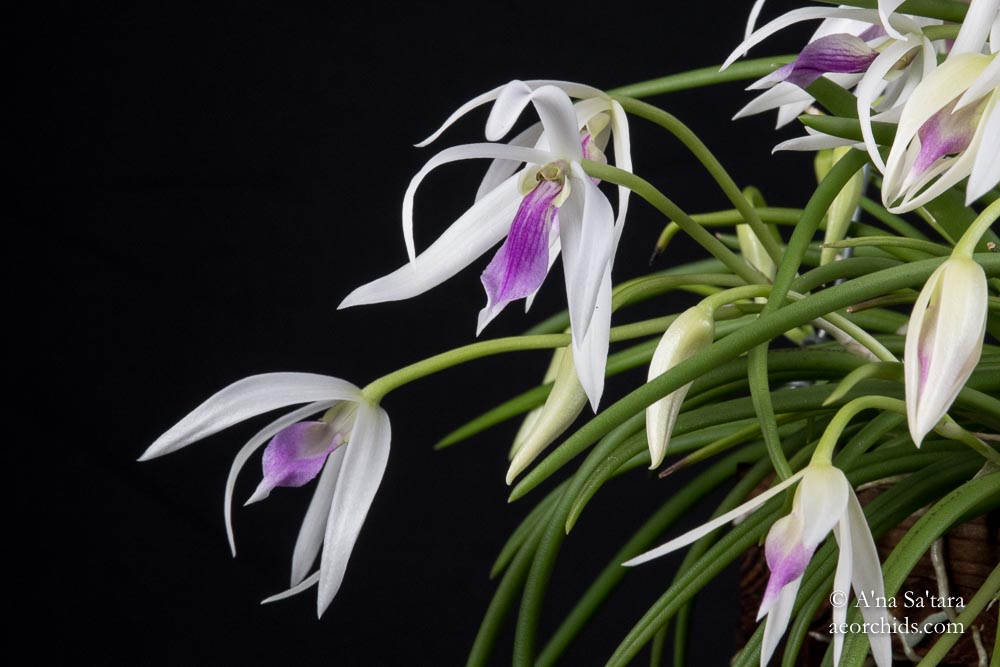 Leptotes bicolor
