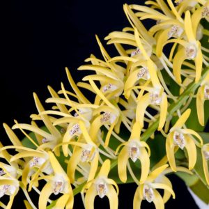 Dendrobium speciosum 'Aussie Gold'