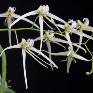Dendrobium teretifolium (Dockrillia teretifolia)