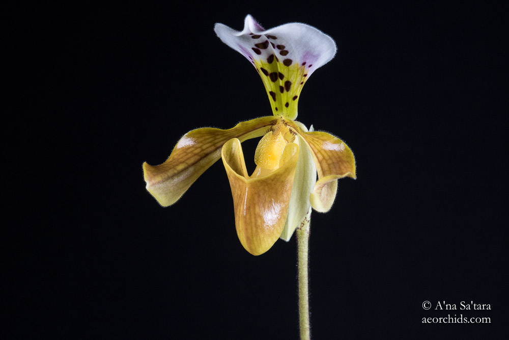 Paphiopedilum gratrixianum