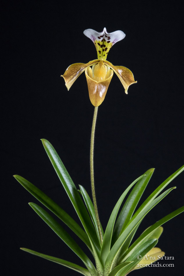 Paphiopedilum gratrixianum