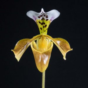 Paphiopedilum gratrixianum