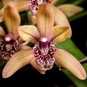 Cymbidium Devon Elf