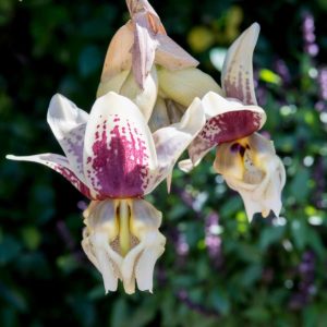 Stanhopea tigrina