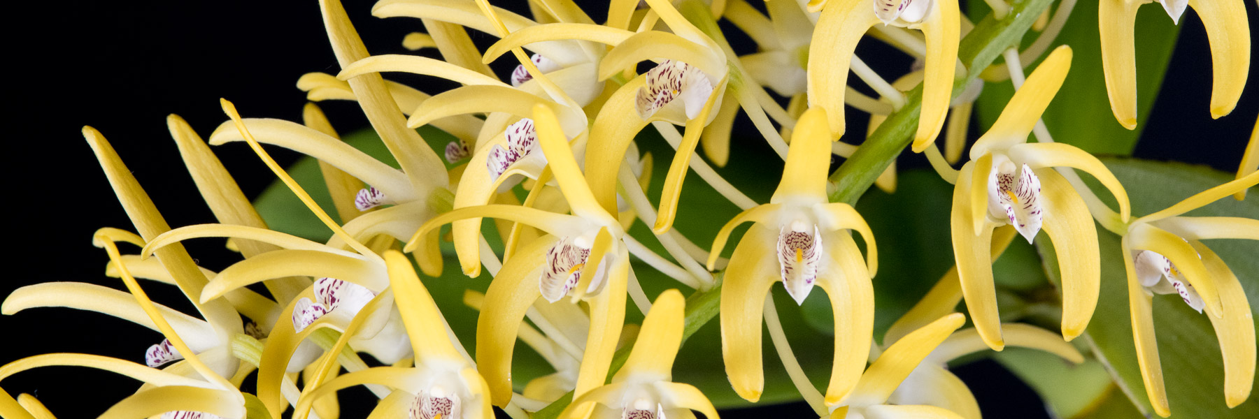 Australian Dendrobium