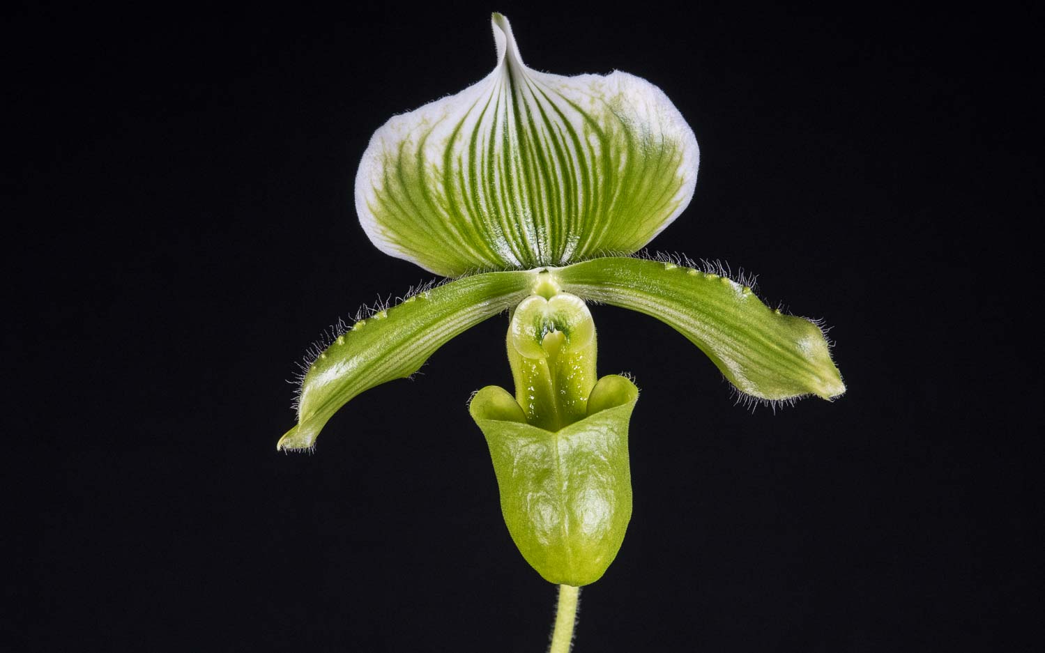 Paphiopedilum lawrenceanum orchid photograph