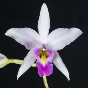 Laelia anceps 'Ruborosa'